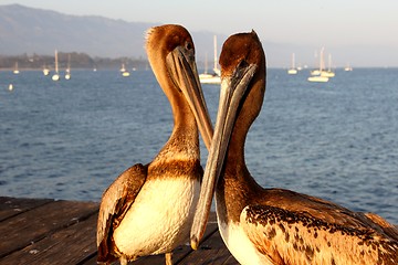 Image showing California Pelicans