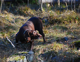 Image showing Hunting dog