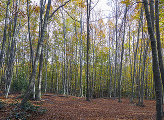 Image showing Autumn Colors