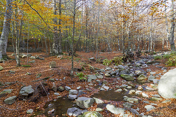 Image showing Autumn Colors