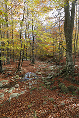 Image showing Autumn Colors