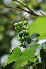 Image showing grapes