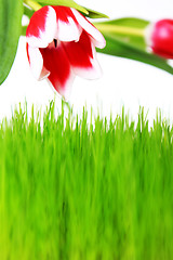 Image showing tulip and meadow