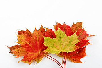 Image showing autumn leaves