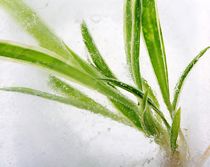 Image showing plants in ice cube