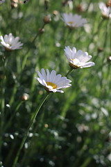 Image showing flowers