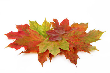 Image showing autumn leaves