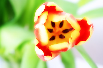 Image showing tulip, flower