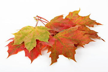 Image showing leaves, fall