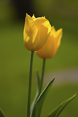 Image showing flowers, tulip