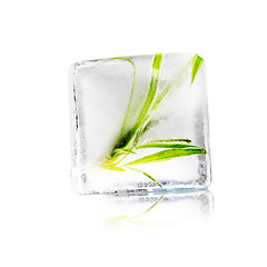 Image showing plant in ice cube