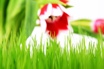 Image showing tulip and meadow