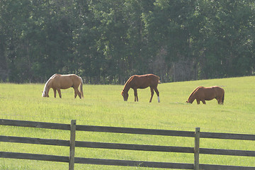 Image showing three horses grazing