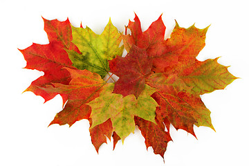 Image showing autumn leaves