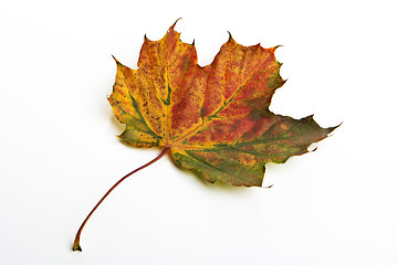 Image showing autumn leaf