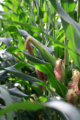 Image showing corn field