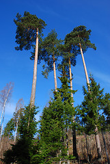 Image showing Four pinetrees