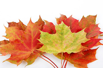 Image showing autumn leaves