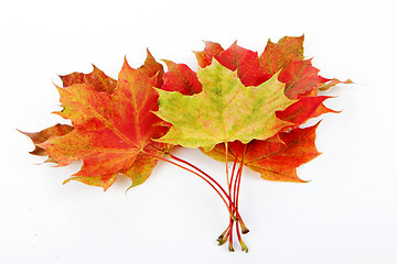 Image showing autumn leaves