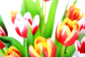 Image showing flowers, tulip