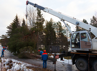 Image showing Rescue workers removed the tree felled by Hurricane