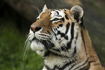 Image showing tiger face