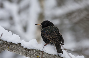 Image showing frozen starling