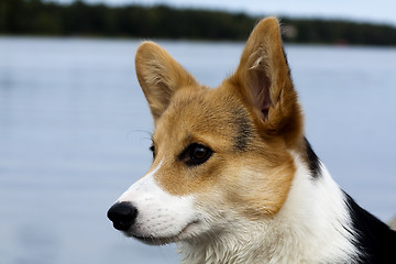 Image showing corgi  profile