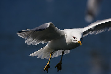 Image showing herring gull