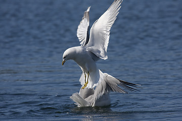 Image showing seagulls