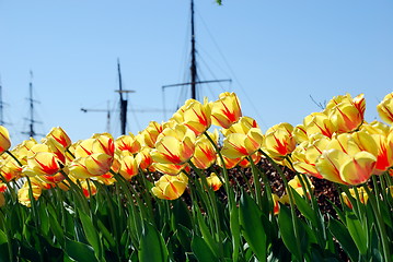 Image showing Tulips - Rådhusplassen