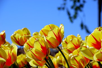 Image showing Tulips