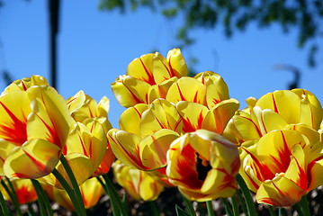 Image showing Tulips 2