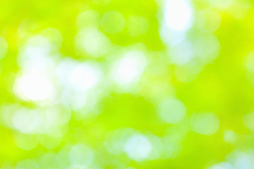 Image showing Sunny abstract green nature background, selective focus