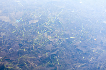 Image showing grass and plants submerged in clear water