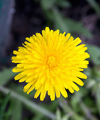 Image showing Dandelion Flower