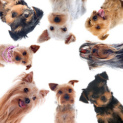 Image showing yorkshire terriers