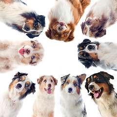 Image showing australian shepherds