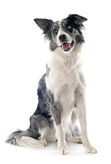 Image showing border collie