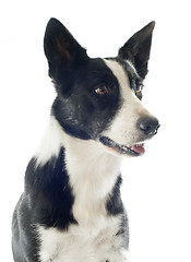 Image showing border collie