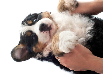 Image showing puppy bernese moutain dog