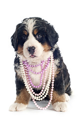 Image showing puppy bernese moutain dog