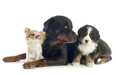 Image showing three dogs