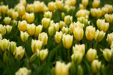 Image showing many yellow tulips