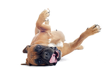 Image showing rolling boxer