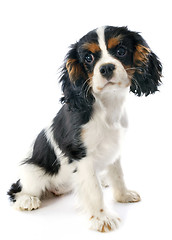 Image showing cavalier king charles