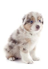 Image showing puppy australian shepherd