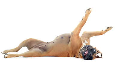 Image showing rolling boxer