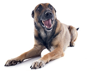 Image showing malinois