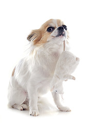 Image showing chihuahua and toy